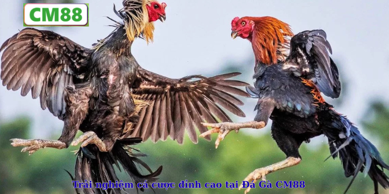 Trải nghiệm cá cược đỉnh cao tại Đá Gà CM88